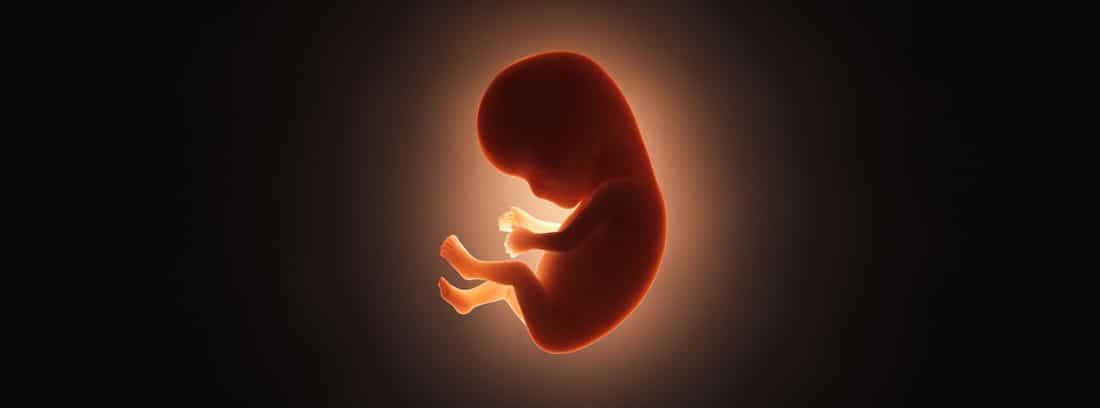 Periodo Embrionario Crecimiento Y Desarrollo Canalsalud 1922