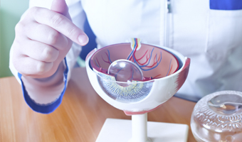 Maqueta de un ojo y un medico explicando sus partes.