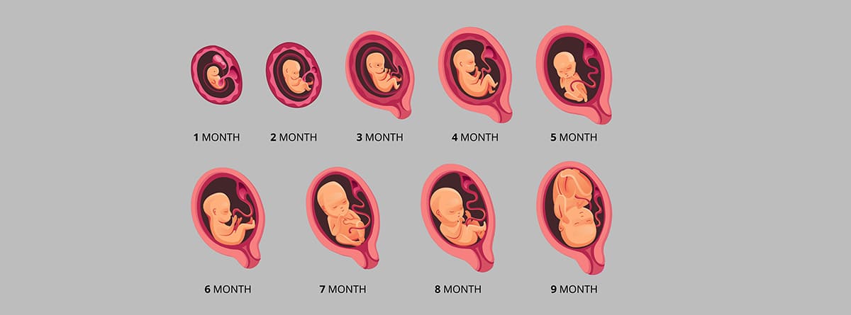 Ilustración de la evolución del feto