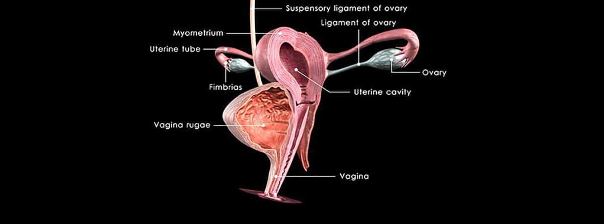 ilustración de las partes de una vagina