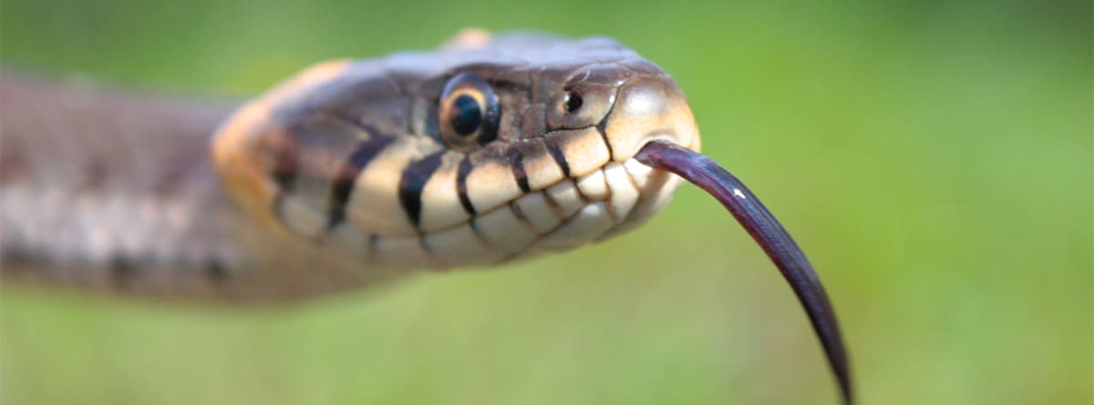 Serpiente sacando la lengua